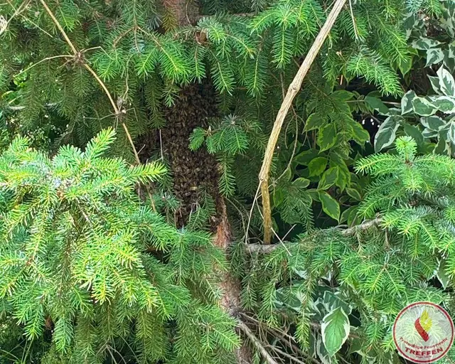 Hier sieht man die Bienen im Baum. | Foto: Freiwillige Feuerwehr Treffen