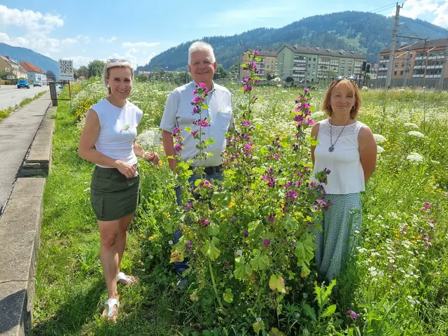 Bürgermeister Johann Marak (Mitte), Vizebürgermeisterin Christina Kure (l.)  und Christine Podlipnig, Obfrau des Vereins "Blühen &amp; Summen", freuen sich über die wertvolle artenreiche Wiese in Niklasdorf.  | Foto: Astrid Höbenreich-Mitteregger