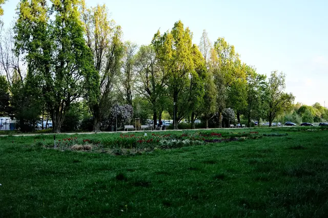 Bäume und Parks gelten als natürliche Klimaanlagen einer Stadt und können die Temperatur an Hitzetagen drastisch senken.  | Foto: pexels / Egor Komarov