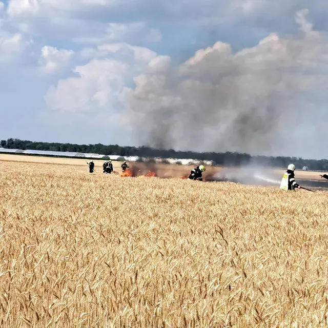Der Vegetationsbrand griff auf einen angrenzenden Windschutzgürtel über. Insgesamt wurden rund 7,5 Hektar Fläche von den Flammen erfasst. | Foto: FF Wallern