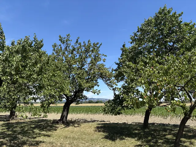 In Kittsee allein stehen rund 30.000 Marillenbäume. | Foto: Dorottya Fejes/MeinBezirk