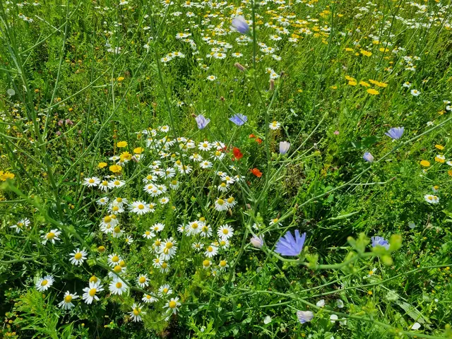Kornblume, Wegwarte oder Margerite - hier findet sich alles in der Wiese. Die pflanzliche Vielfalt sorgt für eine dichtere und tiefere Durchwurzelung sowie bessere Aufnahmefähigkeit und Speicherung von Wasser.  | Foto: Astrid Höbenreich-Mitteregger