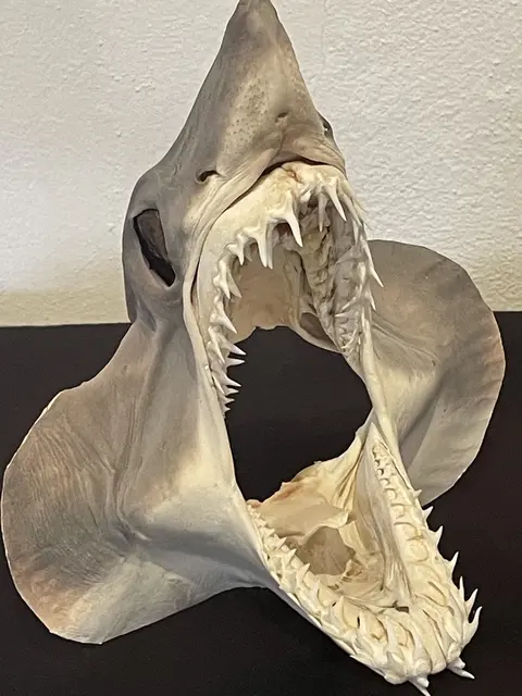 Vor 18 Millionen Jahren tummelten sich Haie, Fische, Seekühe, Schnecken und Co. im Innviertel. Die Stadt Schärding wäre damals 50 Meter unter dem Meeresspiegel gelegen.  | Foto: Stadtmuseum Schärding