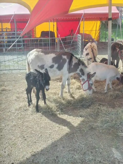 Foto: Circus Althoff