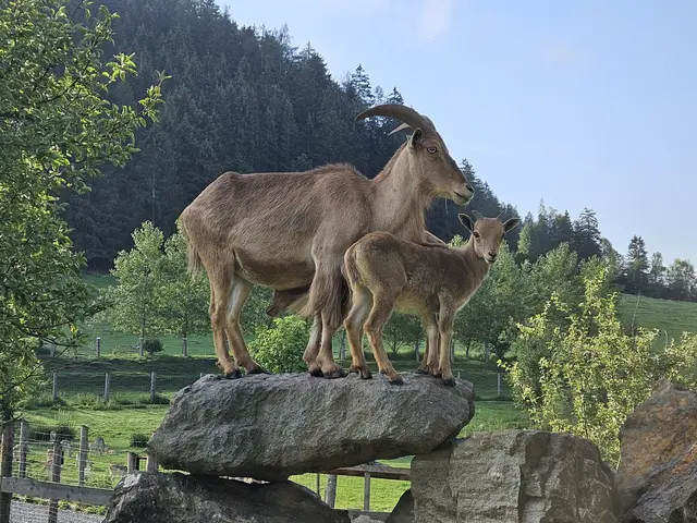 Foto: Tierpark Scheifling 