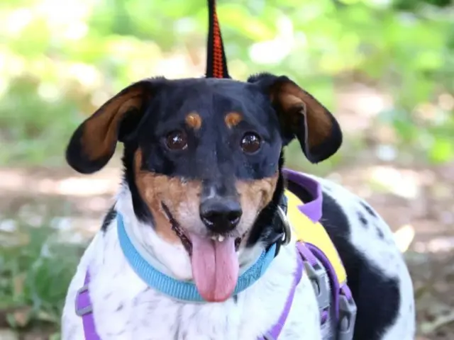 Burli ist ein sehr freundlicher, aber auch ängstlicher, Dackel-Jack Russel-Mix. | Foto: Tierschutzverein St. Pölten / TSV STP