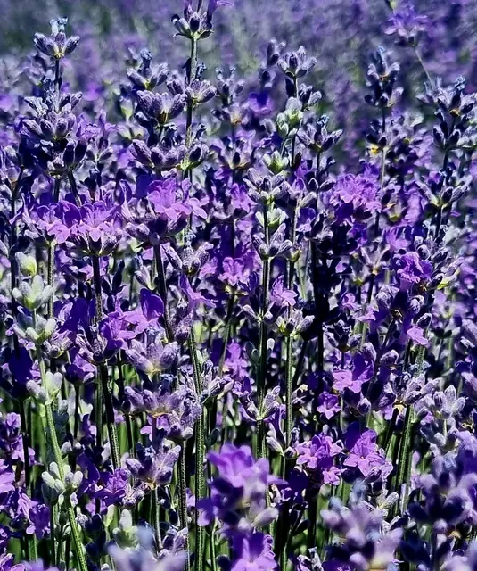 Die Violettefarbe | Foto: Manuela Jeindl 