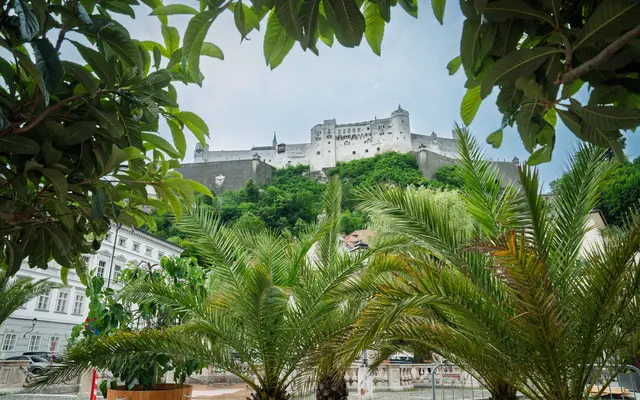 Seit einer Woche bereichert die neue Stadtoase den Kapitelplatz und sorgt für mehr Grün, Schatten und Aufenthaltsqualität in der Salzburger Altstadt.  | Foto: Stadt Salzburg/Alexander Killer