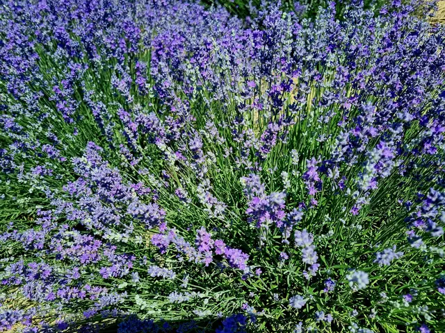 Lavendel  | Foto: Manuela Jeindl 