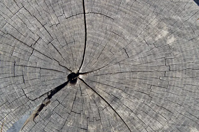 Holz