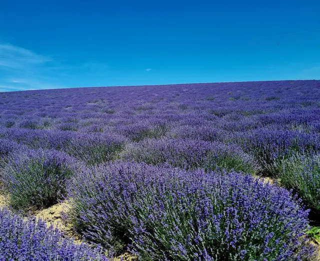 Lavendel, so weit das Auge reicht! | Foto: Manuela Jeindl 
