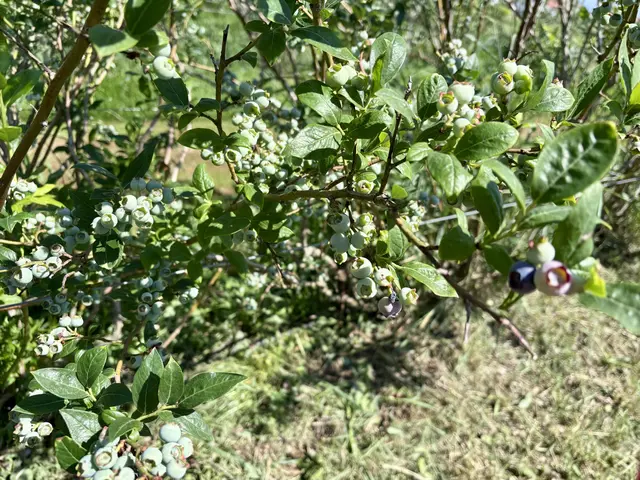 In Möbersdorf reifen jedes Jahr tausende Heidelbeeren heran. | Foto: MeinBezirk/Julia Gerold