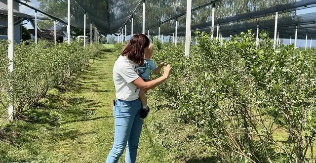 Die Erntesaison beginnt Anfang Juli.