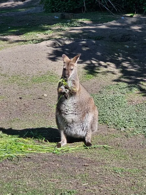 Foto: Tierpark Scheifling 