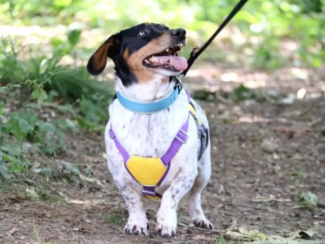 Burli ist mit Hunden und auch Katzen gut verträglich. | Foto: Tierschutzverein St. Pölten / TSV STP