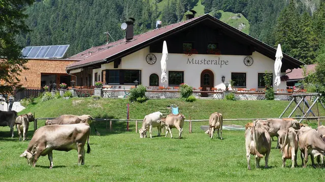 Familienerlebnis am Plansee: Wandern, spielen und regionale Spezialitäten entdecken. | Foto: Camping Plansee 