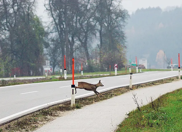Beim Zusammenstoß mit einem Reh wurde am Mittwochvormittag ein 38-jähriger Motorradfahrer unbestimmten Grades verletzt. (Symbolbild) | Foto: ÖAMTC