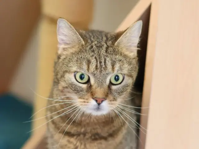 Ricky ist ein sehr freundlicher, verschmuster und neugieriger Kater.  | Foto: Tierschutzverein St. Pölten / TSV STP