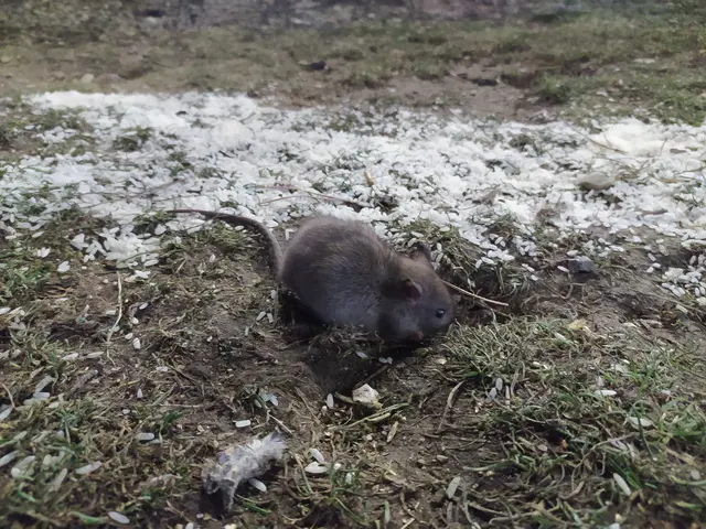 Vermehrte Rattensichtungen im Wohngebiet: Die Nagetiere suchen gezielt Bereiche auf, in denen Essensreste oder andere Futterquellen vorhanden sind. | Foto: MeinBezirk Archiv (Symbolfoto)