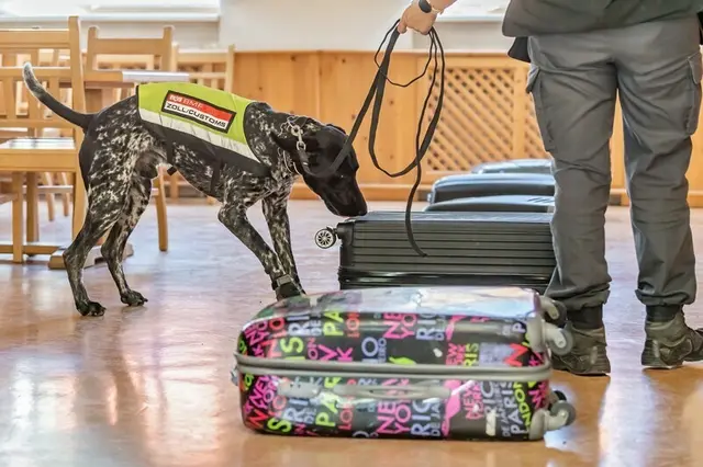 Spürhund mit Koffern