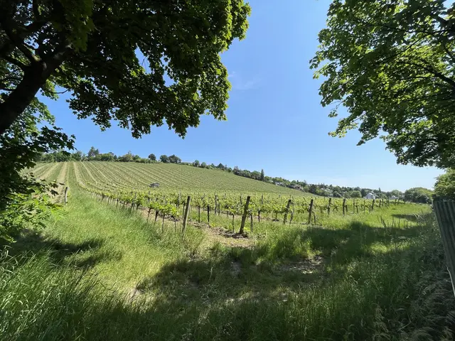 Der Hernalser Weinberg. Hier gedeihen die Qualitätsweine für die Buschenschank. | Foto: mjp
