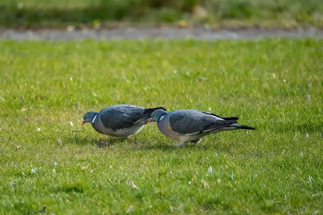 Foto: pexels / Gundula Vogel