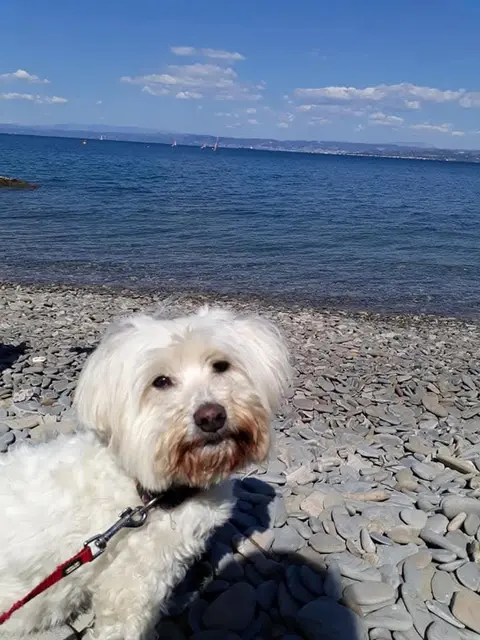 Hunde können in den Urlaub mitgenommen werden. | Foto: Pfotenhilfe