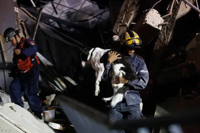 Ein Feuerwehrmann rettet nach dem Erdbeben in Caracas einen Hund aus einem eingestürzten Gebäude. | Foto: APA-Images / AP / Pedro Mattey