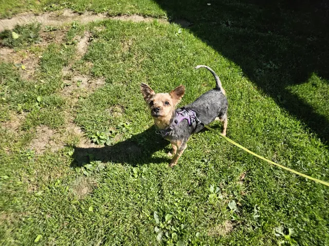 Rocky sucht ein Zuhause bei Menschen, die ihm genug Zeit schenken.  | Foto: Tierheim Linz