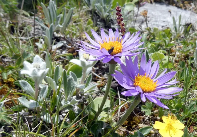 Alpen-Aster mit Edelweiß