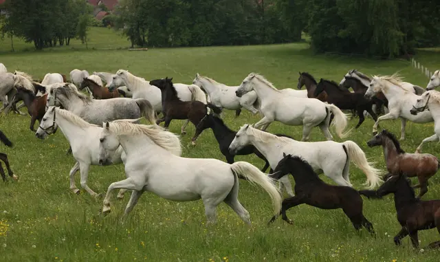 Die Lipizzaner-Stuten und ihre heuer 36 Fohlen sind immer ein Erlebnis. | Foto: Gabriele Boiselle