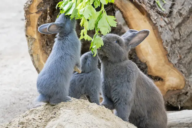 Foto: Daniel Zupanc/Tiergarten Schönbrunn