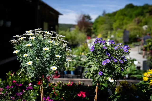 Eine wahre Blumenpracht im Gartenparadies Painer | Foto: Bernd Grosseck
