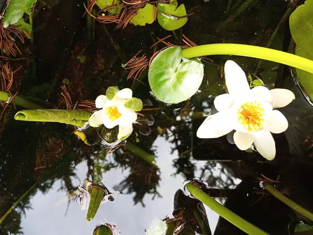 Weißes Seerosenduo am Aufblühen in einem kleinen Gartenteich in Leibnitz | Foto: Andreas Giessauf