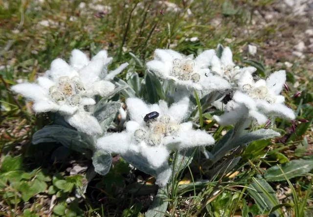 Das Edelweiß ist die "Königin der Alpen".