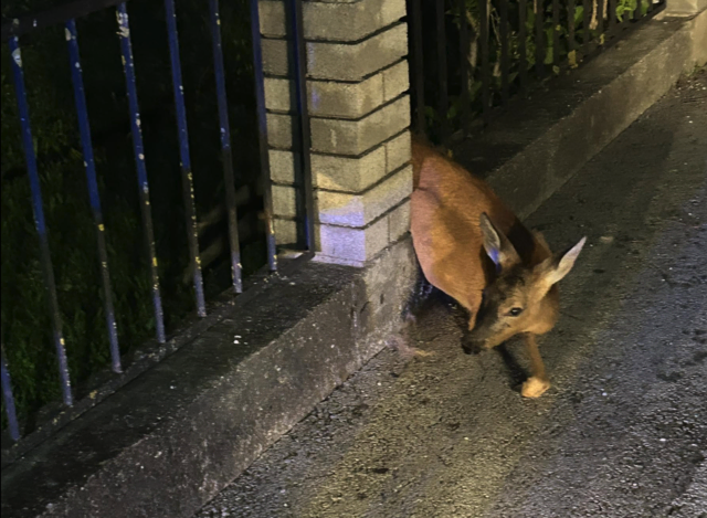 Das Reh war in einem Zaun eingeklemmt. | Foto: Freiwillige Feuerwehr Brückl