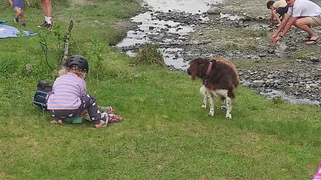 Übertretung Landespolizeigesetz - freilaufender Hund ohne Leine und Maulkorb auf Kinderspielplätzen | Foto: TBW Est. Stubai