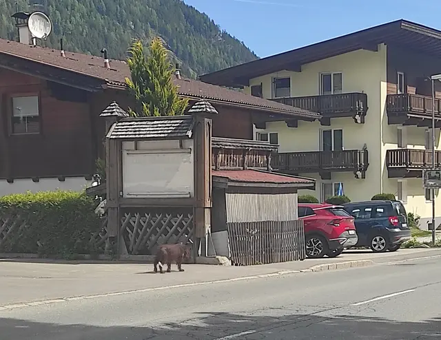 Hunde ohne HalterIn im Ortsgebiet | Foto: TBW Est. Stubai