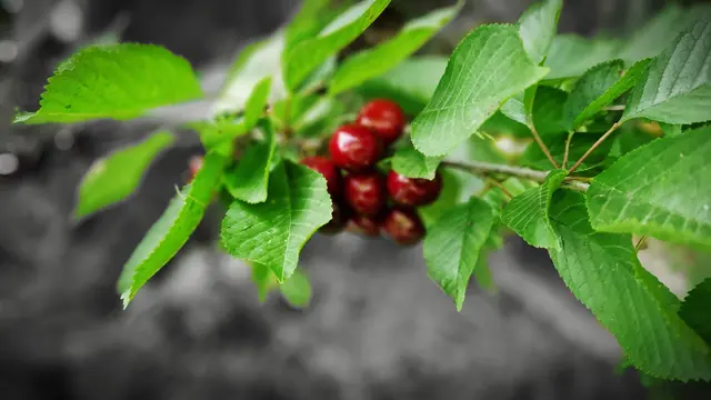 Die warme Sonne kitzelt auf der Haut, während der kräftige Baum in voller Pracht steht. Zwischen den grünen Blättern leuchten die Kirschen wie kleine, rubinrote Edelsteine. Ein süßer Duft liegt in der Luft und erinnert daran, dass der Sommer endlich da ist. | Foto: Christoph Bliem 