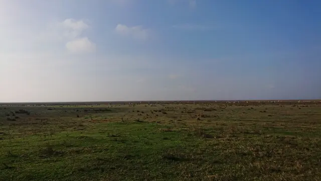 Seevorgelände mit Blick Richtung Westen. Die weißen "Punkte" sind die Steppenrinder, die dort für Ordnung und Sauberkeit sorgen.