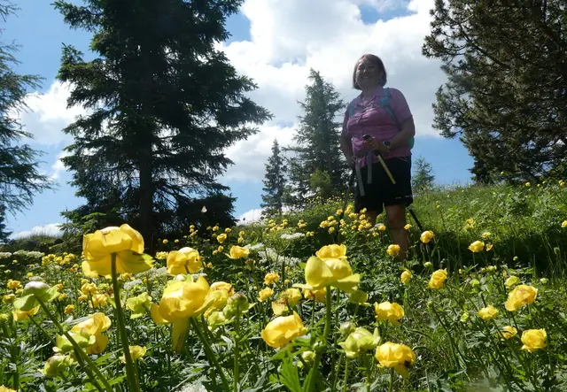 Beim Aufstieg wunderschön blühende Trollblumen