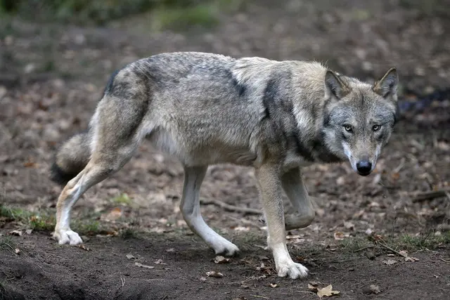 In Außervillgraten wurde von der Jägerschaft ein Wolf erlegt. | Foto: Symbolbild: Sommer