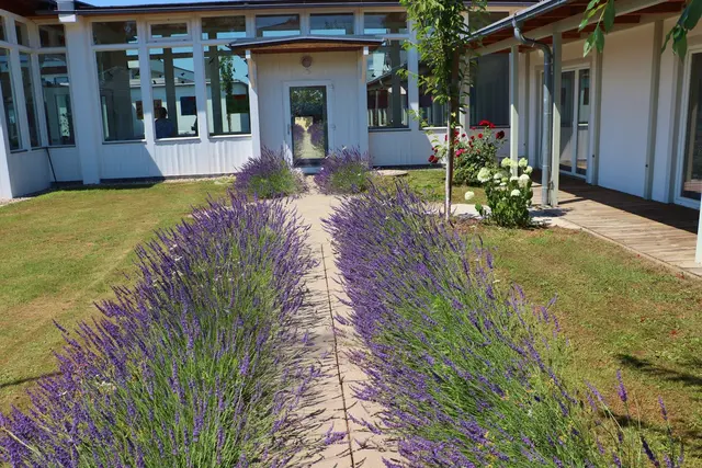 Gleich mehrere Beet im Garten von Amicalis verströmen derzeit den wunderbaren Duft von Lavendel | Foto: Edith Ertl