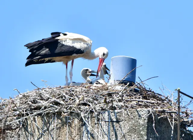 ein Elternvogel versucht etwas Schatten zu spenden