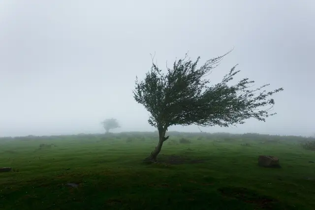 Am Sonntagnachmittag und -abend werden in Teilen Tirols kräftige Gewitter mit Starkregen, Hagel und Sturmböen erwartet. Besonders für das Tiroler Oberland gilt die zweithöchste Warnstufe der GeoSphere Austria. | Foto: &lt;a href="https://unsplash.com/de/fotos/arvores-com-vento-photo-WtwSsqwYlA0" onclick="window.open(this.href); return false;" rel="nofollow"&gt;Pixabay/Khamkéo Vilaysing&lt;/a&gt; (Symbolbild)