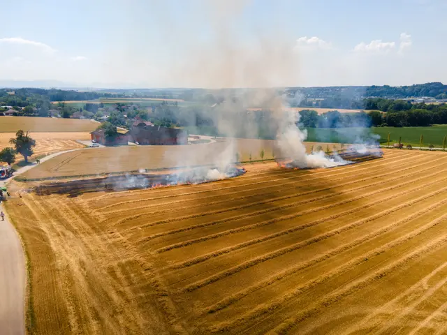 Trotz des raschen Handelns griffen die Flammen vom brennenden Quaderballen auf das trockene Stoppelfeld über. | Foto: Fotokerschi/Daniel Neulinger