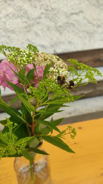 Echte und natürliche Tisch Deko wurde auch von kleinen Wiesenhummeln oder auch Waldhummeln genannt, besucht. Das ist eine besonders friedfertige Hummelart. Die hab ich hier oben zum ersten mal gesehen. | Foto: Günther Koch