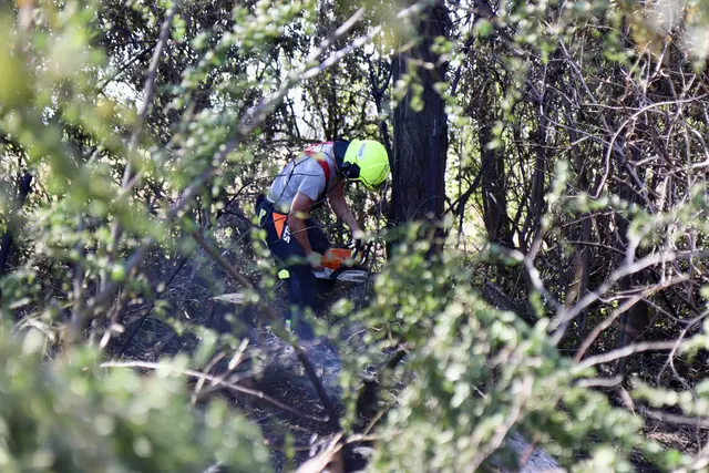 Mehrere im Inneren brennende Baumstämme wurden aus Sicherheitsgründen gefällt. | Foto: FF Schwechat & FF Mannswörth