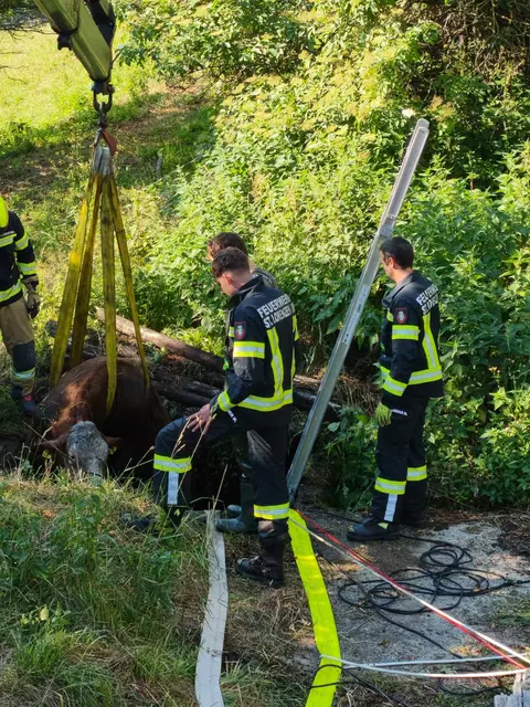 Das Tier war in eine mit Wasser gefüllte ehemalige Jauchegrube gestürzt. | Foto: Freiwillige Feuerwehr St. Lorenzen im Mürztal
