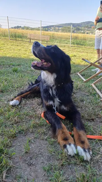 Bello gefällt der neue Hundespielplatz. | Foto: Stadtgemeinde Neulengbach